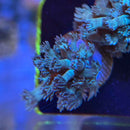 Blue Carpet Goniopora Coral (GN11-2 WYSIWYG)-2