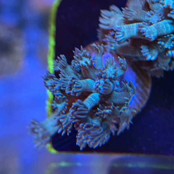 Blue Carpet Goniopora Coral (GN11-2 WYSIWYG)