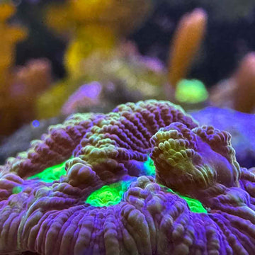 Yellow Fire Drake Favia Coral