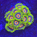 TSA Super Saiyan Zoanthids Coral (ZN35 WYSIWYG)-1