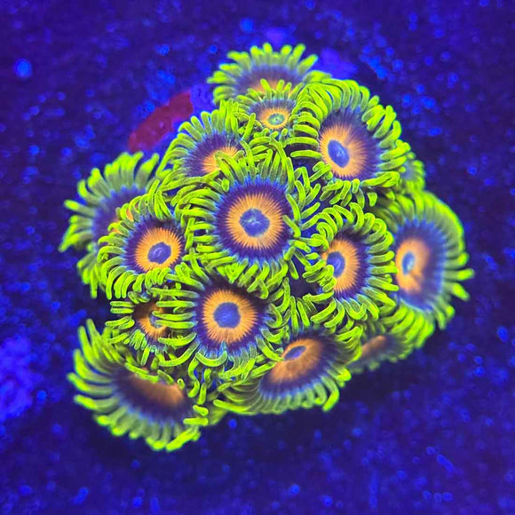 TSA Super Saiyan Zoanthids Coral (ZN35 WYSIWYG)