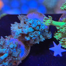 Blue Carpet Goniopora Coral (GN11-1 WYSIWYG)-2