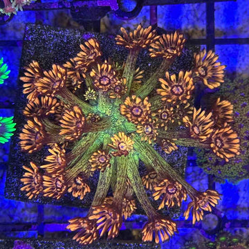 UC Amazeballs Goniopora Coral (GN20 MOTHER)