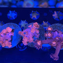 Miss Piggy Pink Goniopora Coral (GN3-1 WYSIWYG)-2