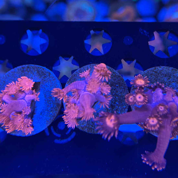 Miss Piggy Pink Goniopora Coral (GN3-1 WYSIWYG)