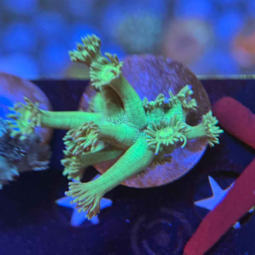 Green Giant Goniopora Coral (GN9 WYSIWYG)