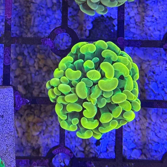 Willy Wonka Branching Hammer Coral (HM1-WYSIWYG)