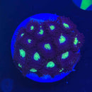 Mean Green Zoanthids Coral (ZN20 WYSIWYG)-1