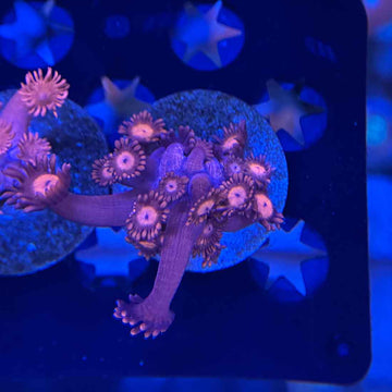Red Goni Goniopora Coral (GN2 WYSIWYG) - 0