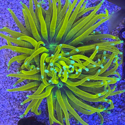 Shop Torch Corals – Flowing Tentacles, Neon Color Tips