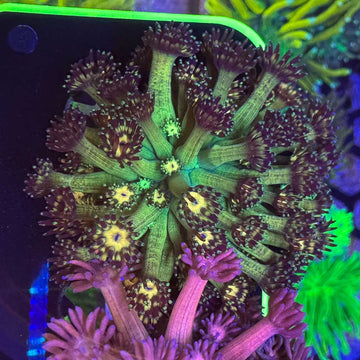 UC Grandmaster Goniopora Coral (GN14-1 WYSIWYG) - 0