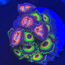 Bob Marlee Zoanthids Coral-1