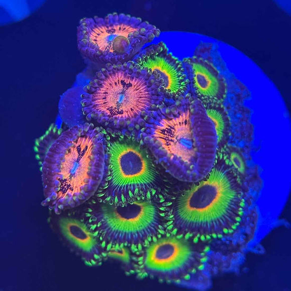 Bob Marlee Zoanthids Coral