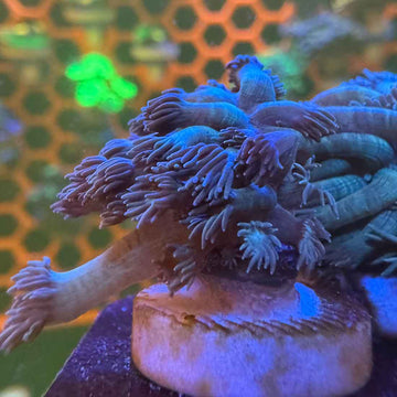 Blue Carpet Goniopora Coral (GN11-2 WYSIWYG)