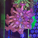 Cotton Candy Goniopora Coral-1