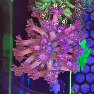 Cotton Candy Goniopora Coral