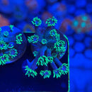 Blueberries on Fire Goniopora Coral (GN7-2 WYSIWYG)-2