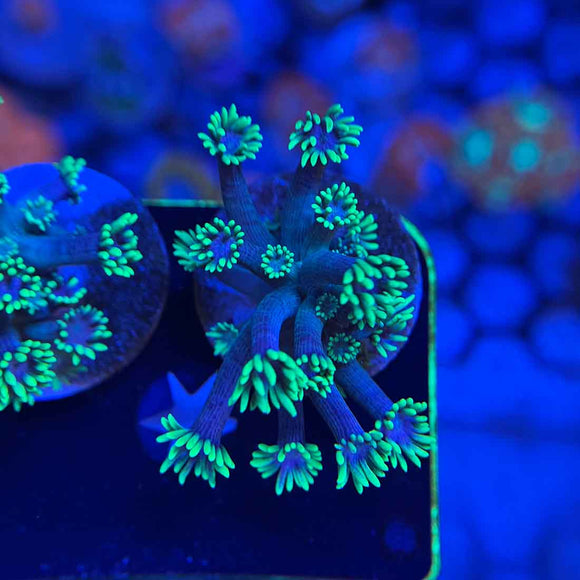 Blueberries on Fire Goniopora Coral (GN7-2 WYSIWYG)