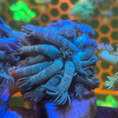 Blue Carpet Goniopora Coral (GN11-1 WYSIWYG)-1