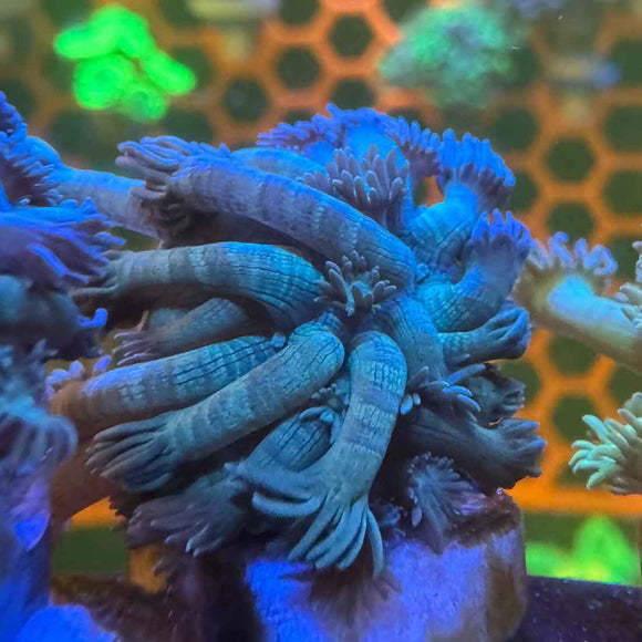 Blue Carpet Goniopora Coral (GN11-1 WYSIWYG)