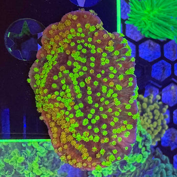 WWC Grafted Sunfire Cap Montipora Coral
