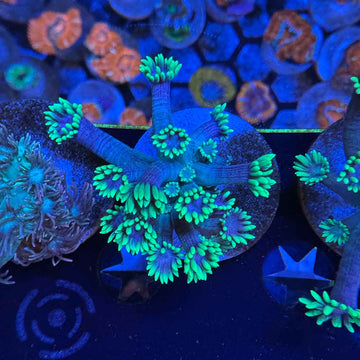 Blueberries on Fire Goniopora Coral (GN7-1 WYSIWYG) - 0