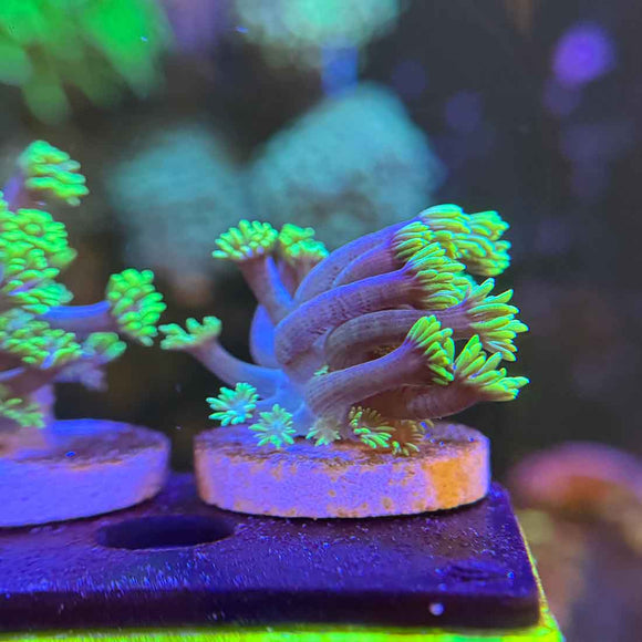 Blueberries on Fire Goniopora Coral (GN7-2 WYSIWYG)