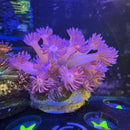 Cotton Candy Goniopora Coral-2