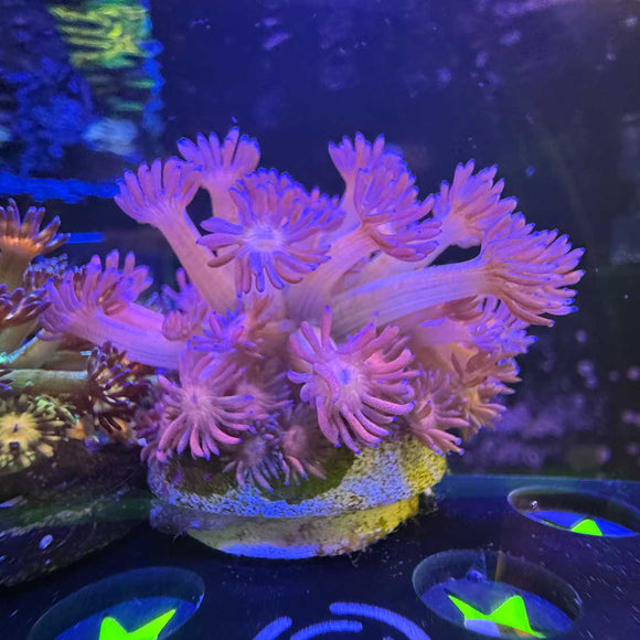 Cotton Candy Goniopora Coral