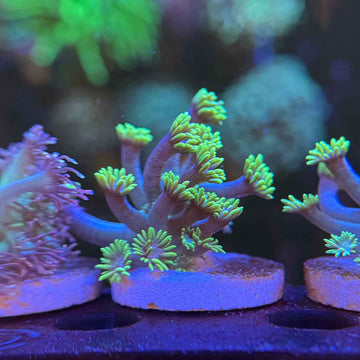 Blueberries on Fire Goniopora Coral (GN7-1 WYSIWYG)