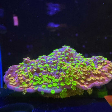 WWC Grafted Sunfire Cap Montipora Coral - 0