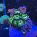Bob Marlee Zoanthids Coral-2