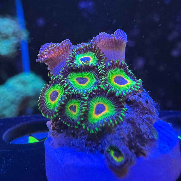 Bob Marlee Zoanthids Coral