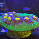 Raja Rampage Chalice Coral-1