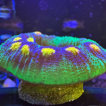 Raja Rampage Chalice Coral