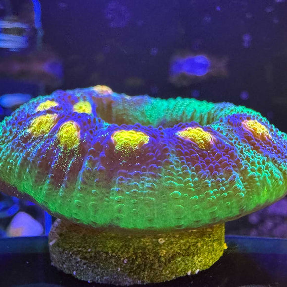 Raja Rampage Chalice Coral