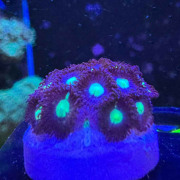 Mean Green Zoanthids Coral (ZN20 WYSIWYG)