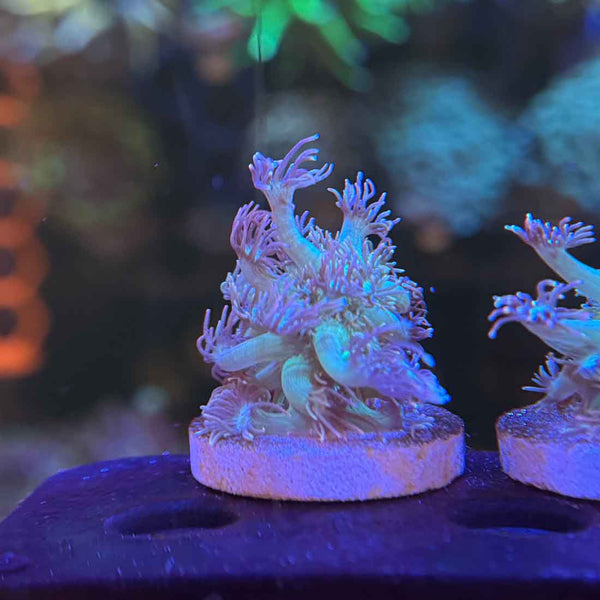 Treasure Island Goniopora Coral (GN6-WYSIWYG)