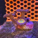 TSA Sunny D Zoanthids Coral (ZN36 WYSIWYG)-2