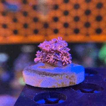 Gummy Worms Goniopora Coral (GN10 WYSIWYG)