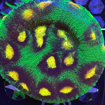 Raja Rampage Chalice Coral - 0