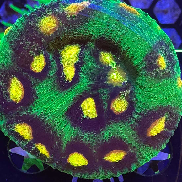 Raja Rampage Chalice Coral
