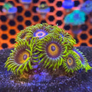TSA Super Saiyan Zoanthids Coral (ZN35 WYSIWYG)-2