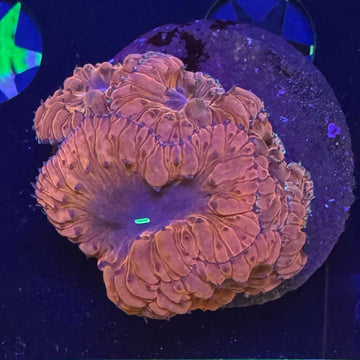 Red Red Wine Blasto Coral