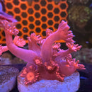 Red Goni Goniopora Coral (GN2 WYSIWYG)-1