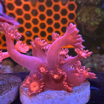 Red Goni Goniopora Coral (GN2 WYSIWYG)