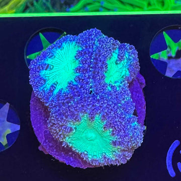 Winter Berry Frosted Blasto Coral