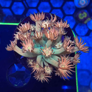 BLA Ring of Fire Goniopora Coral (GN18 MOTHER) - 0