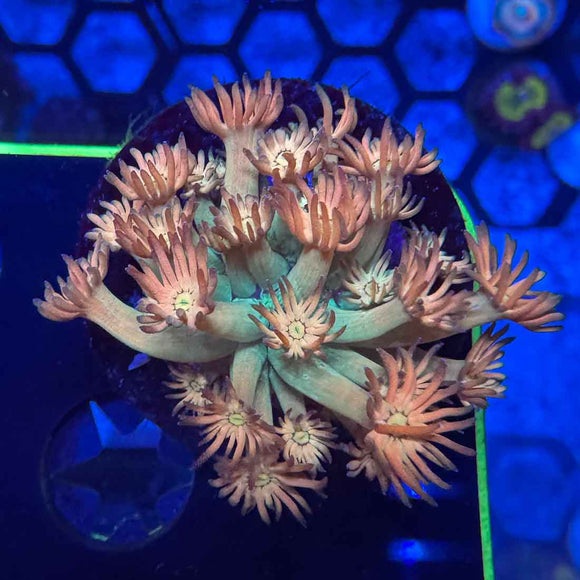 BLA Ring of Fire Goniopora Coral (GN18 MOTHER)