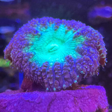 Winter Berry Frosted Blasto Coral - 0